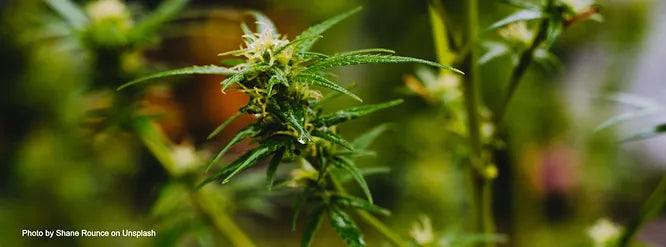 Indica, Sativa, and Hybrid: What Does It All Mean?