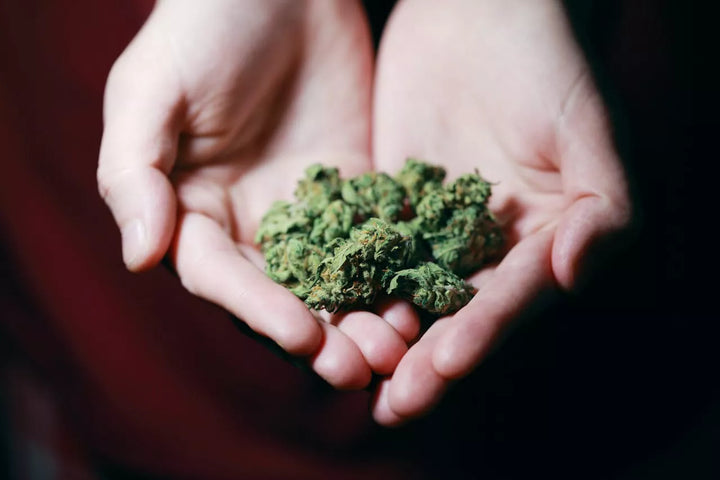 What to Look for When Buying High-Quality THCA Flower