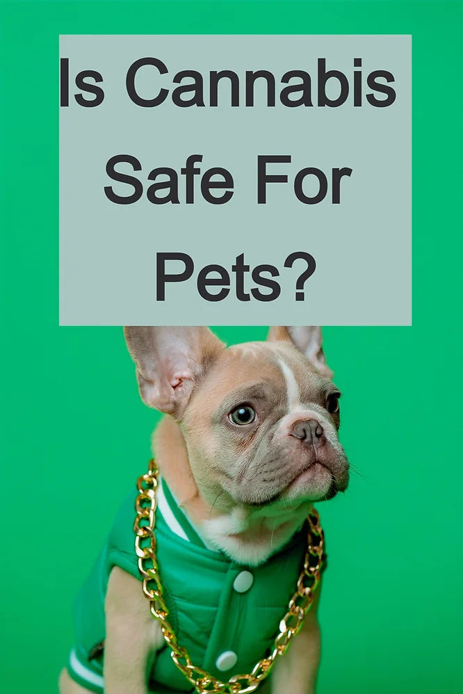 Is Cannabis Safe For Pets?