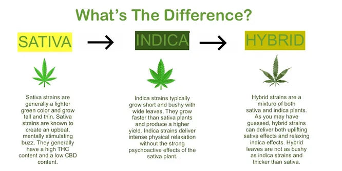 Sativa vs Indica vs Hybrid: What's the Difference?