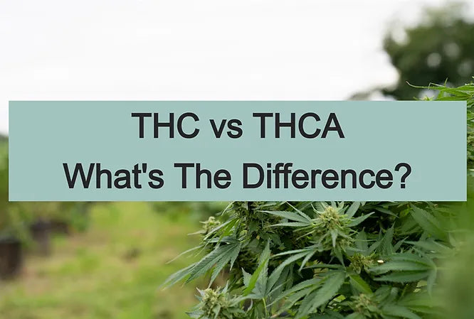 THC vs THCA: What's The Difference