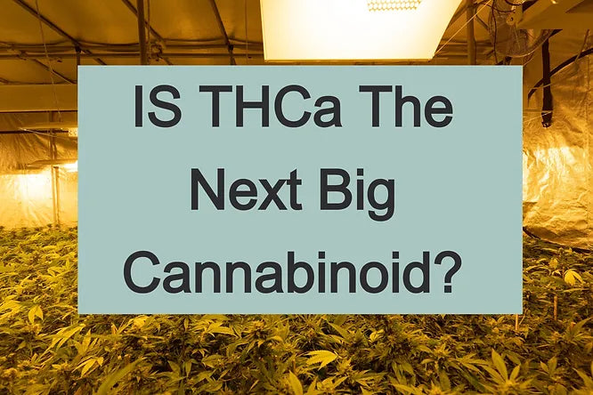 Is THCA the Next Big Cannabinoid?