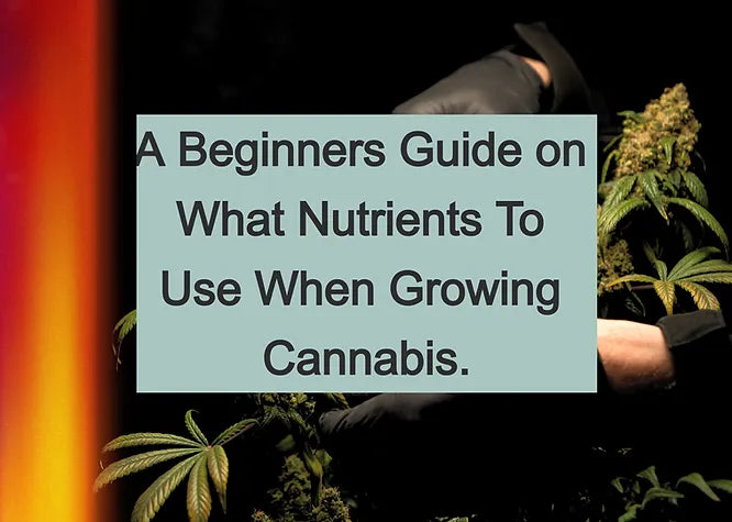 A Beginners Guide on What Nutrients To Use When Growing Cannabis.