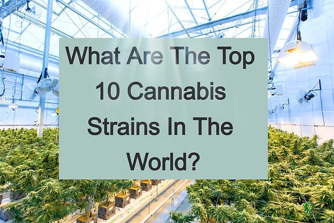 What Are the Top 10 Cannabis Strains in the World?