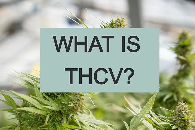 What is THCV?