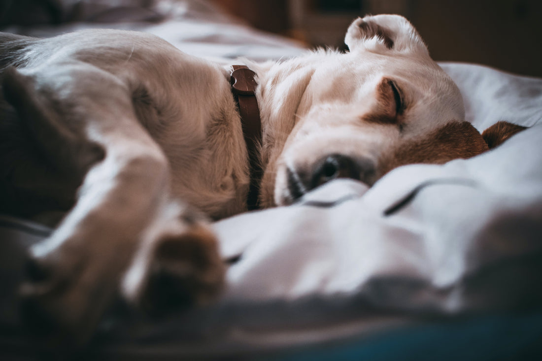 CBD and Sleep: How Cannabidiol Affects Your Night’s Rest
