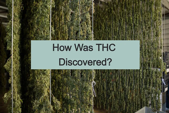 How Was THC Discovered?