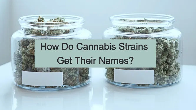 How do Cannabis Strains Get Their Names?