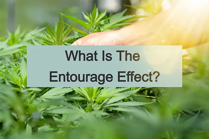 What is the Entourage Effect?