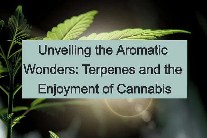 Unveiling the Aromatic Wonders: Terpenes and the Enjoyment of Cannabis