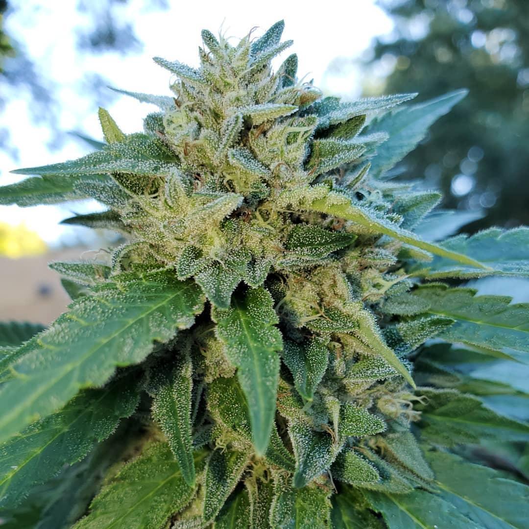 Landrace Strains: An overview