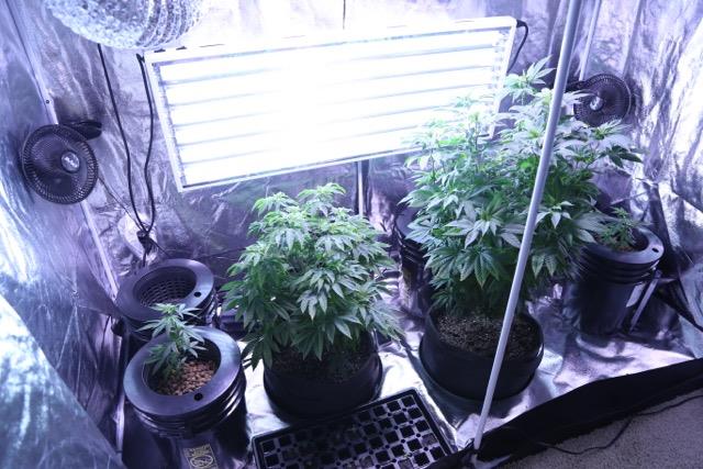 The Ultimate 10-Step Guide to Growing Your Own Weed at Home