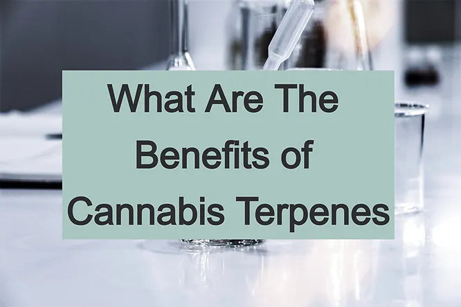 What Are the Benefits of Cannabis Terpenes?