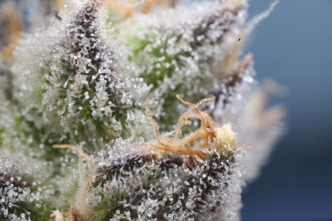 Exotic Cannabis Strains: What Makes Them So Special?