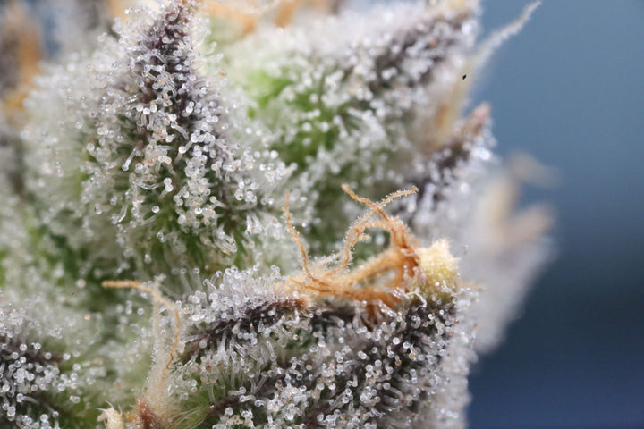 Exotic Cannabis Strains: What Makes Them So Special?