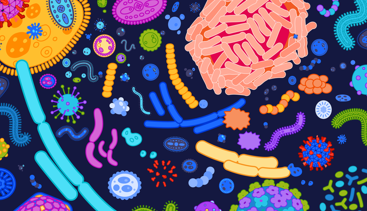 THC-V and Gut Health: Exploring Its Effects on Digestive Wellness