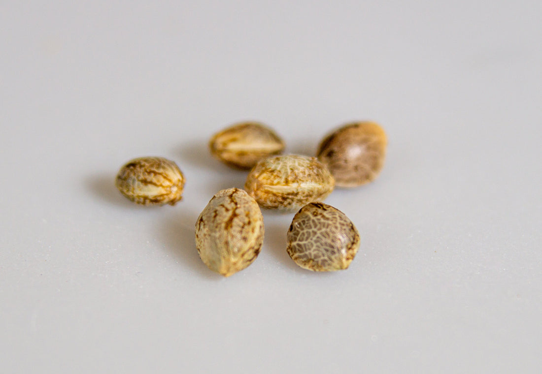 Autoflowering vs. Feminized Seeds