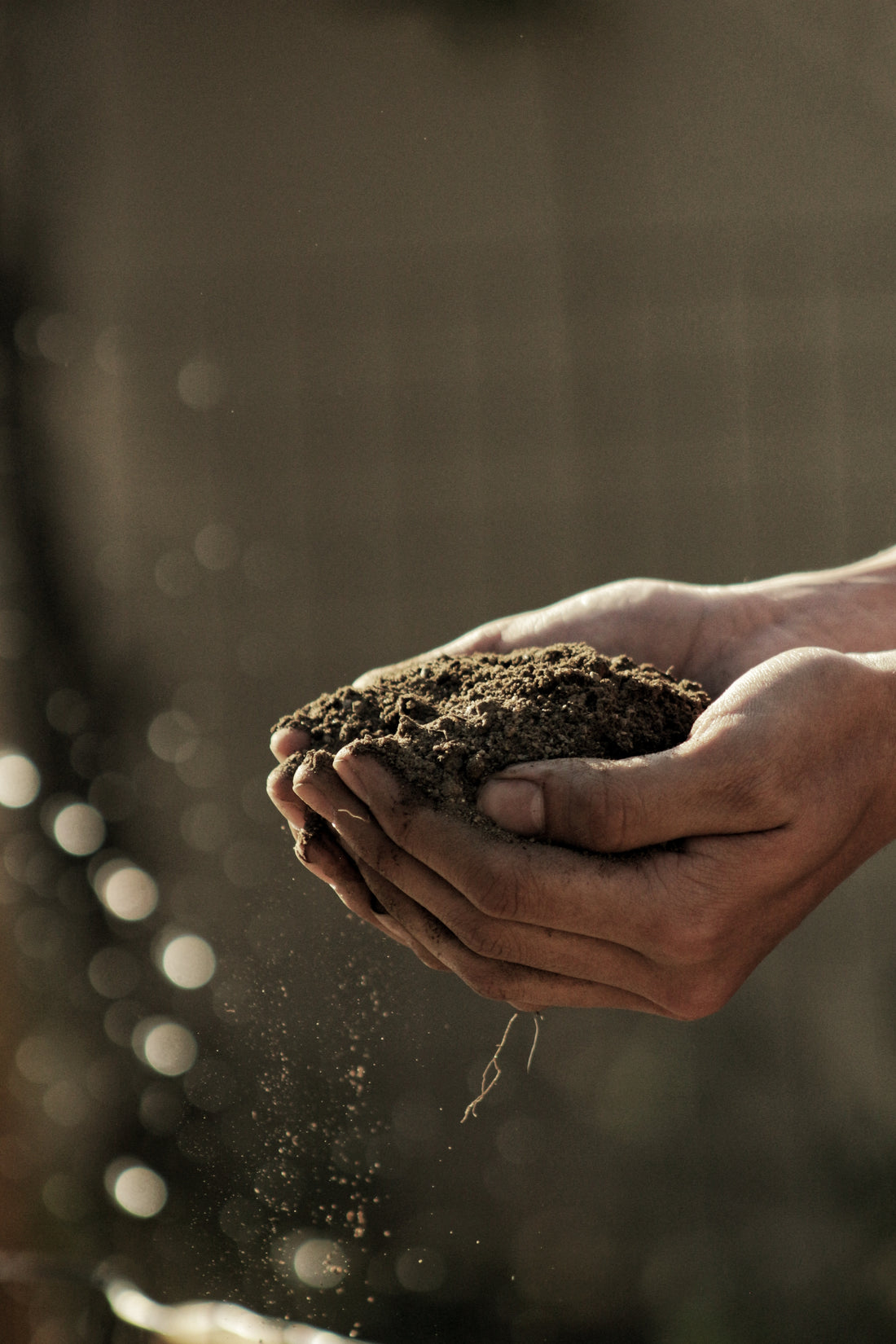 The Best Soil for Growing Cannabis: A Comprehensive Guide