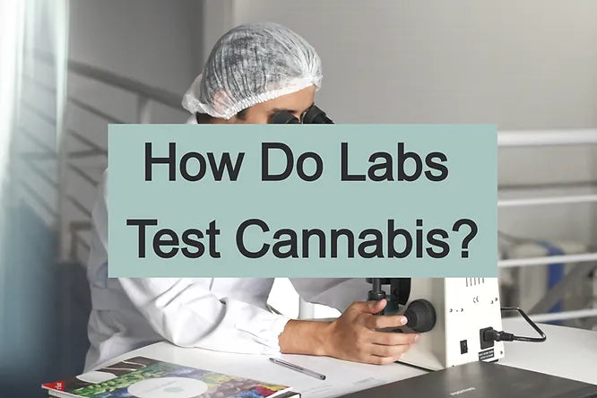 How Do Labs Test Cannabis?