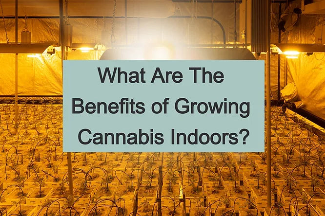 What Are The Benefits of Growing Cannabis Indoors?