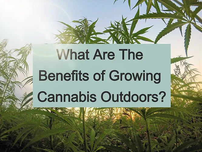 What Are the Benefits of Growing Cannabis Outdoors?