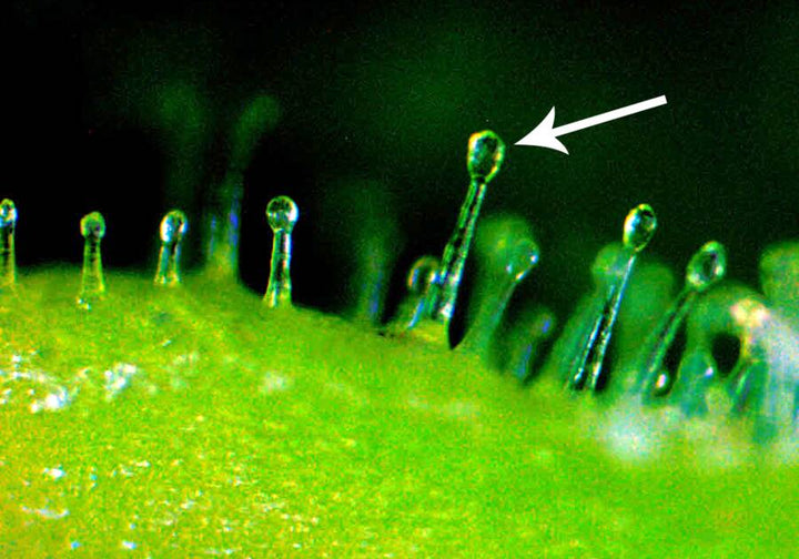 What Are Trichomes?