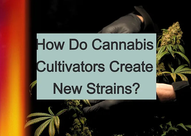 How Do Cannabis Cultivators Create New Strains?