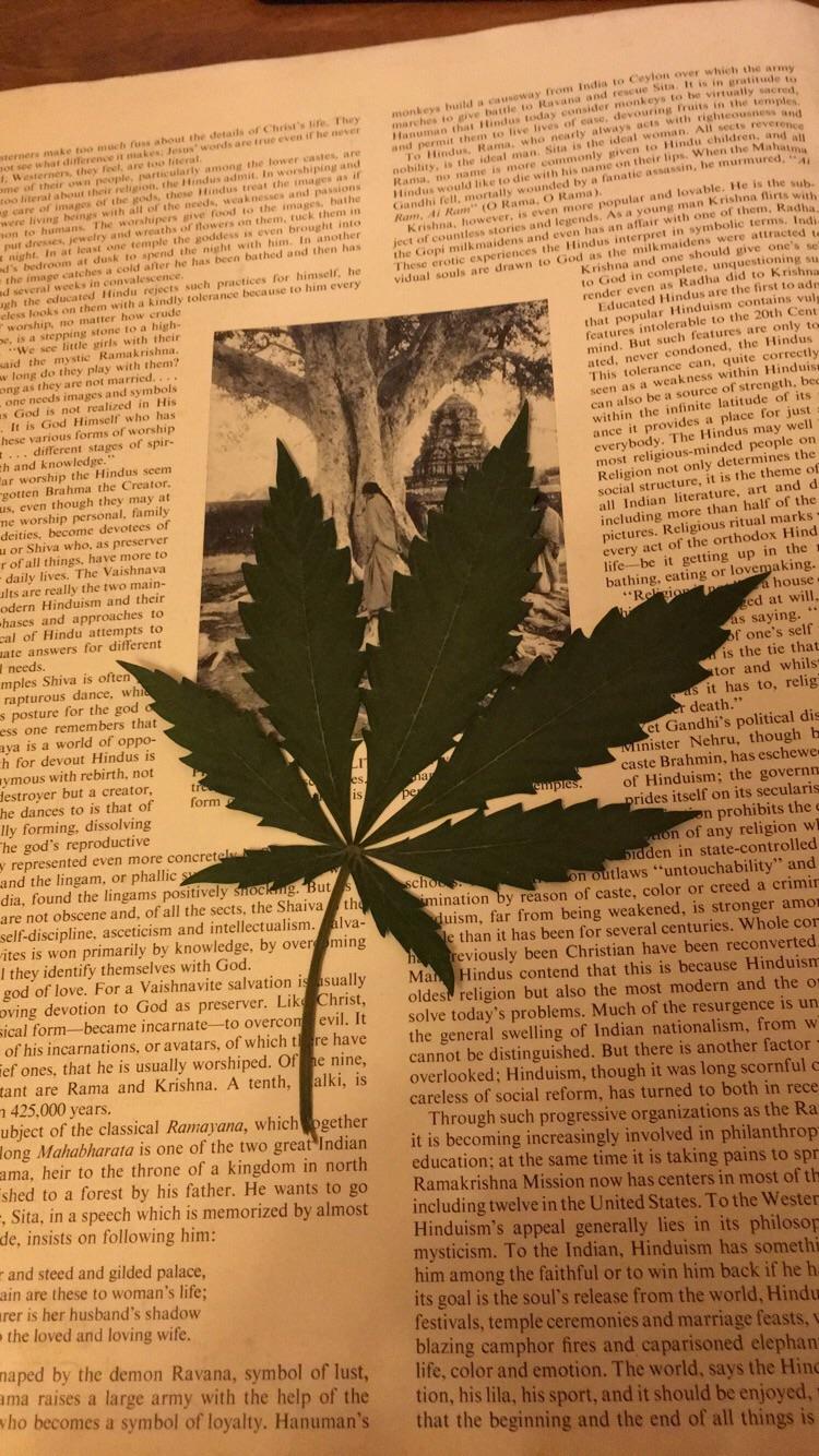 Top 5 Books to Read While Enjoying Cannabis