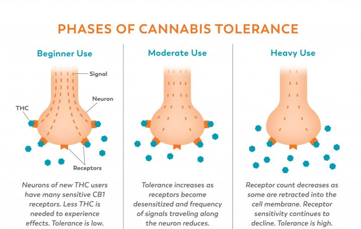 Understanding Weed Tolerance: Why and How It Develops