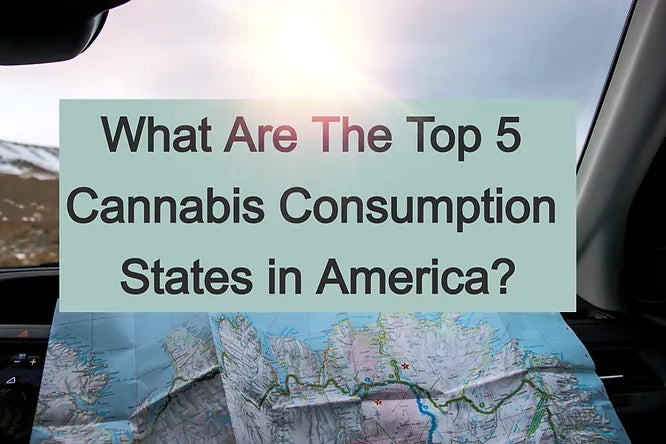 What Are The Top 5 Cannabis Consumption States in America?