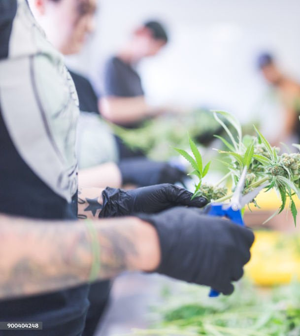 Do Budtenders Need Training?