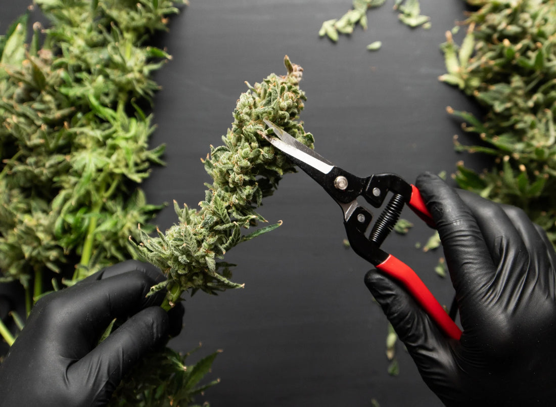 The Ultimate Guide to Trimming Cannabis: Tips, Techniques, and Tools